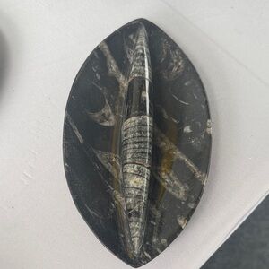 Orthoceras Fossil Stone Decorative Plate